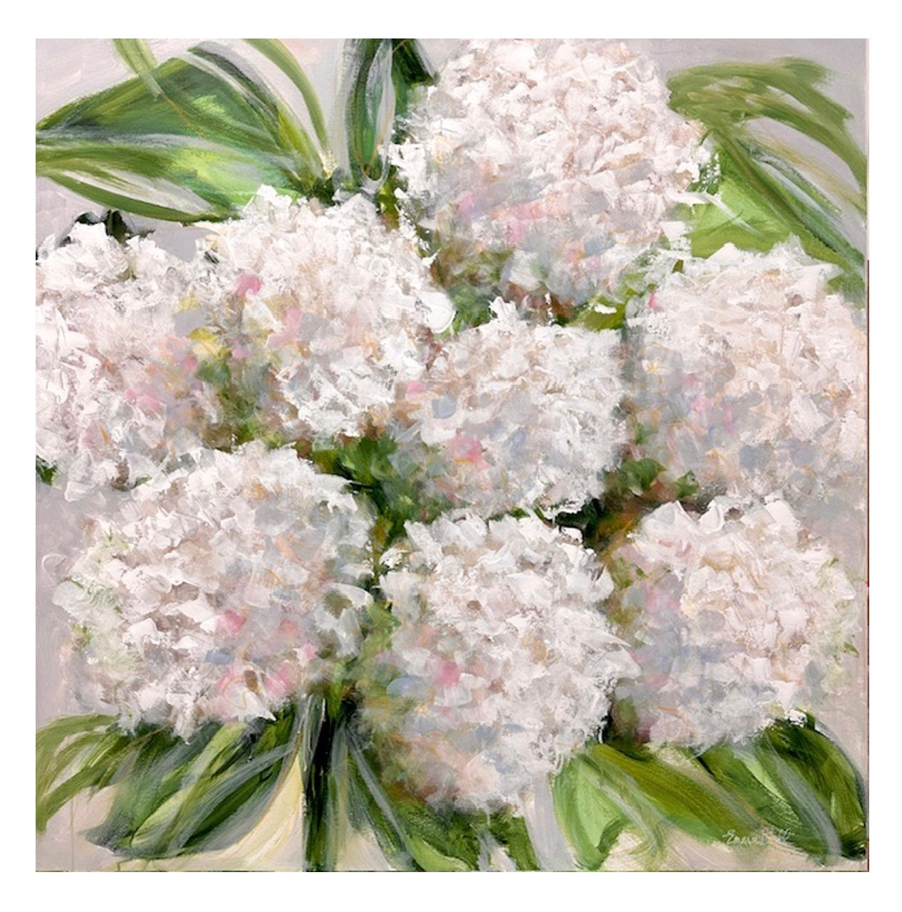 Blooming white Hydrangeas