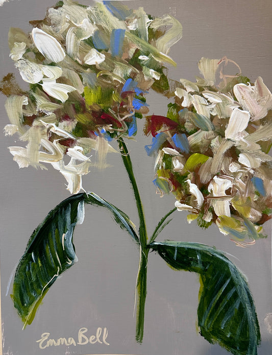 Botanical white hydrangeas 12x9