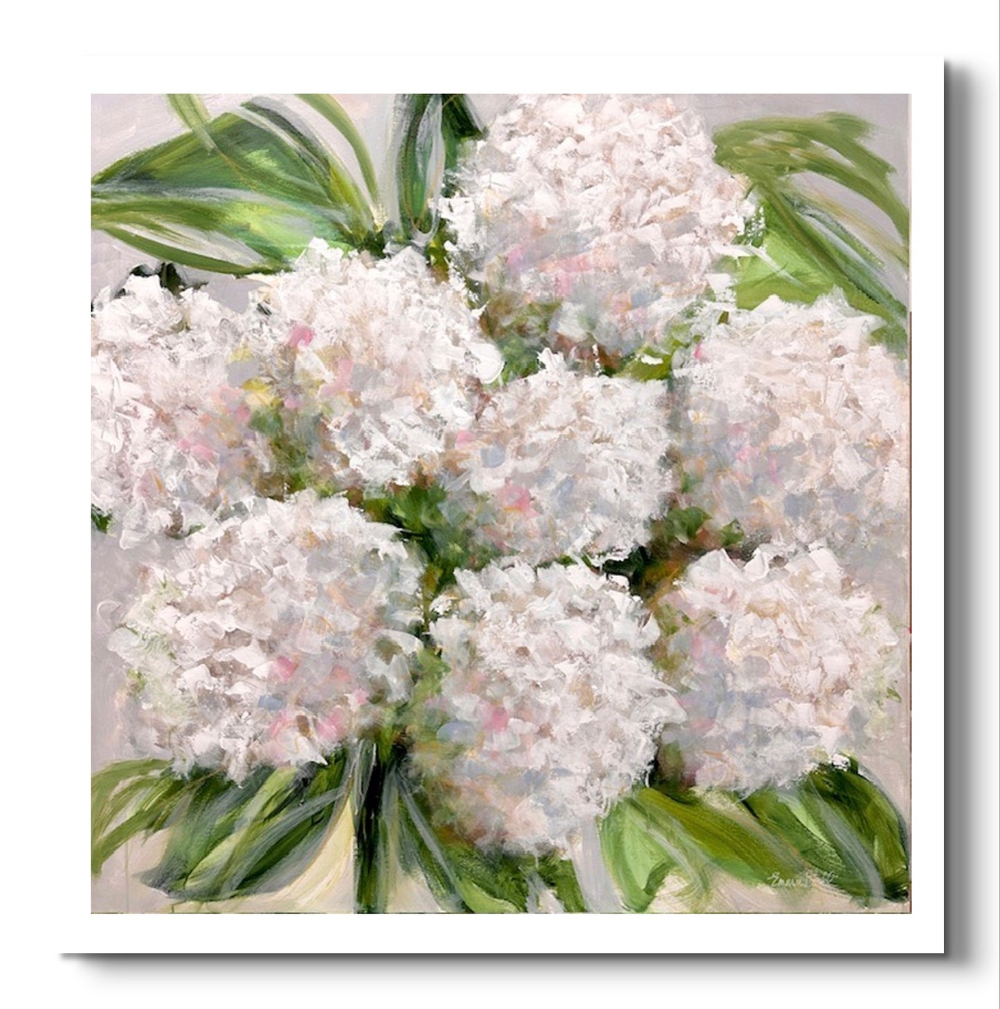 Blooming white Hydrangeas